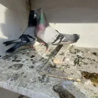 جفت سبز پرشی