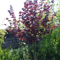 نهال فندق قرمز|گل و گیاه طبیعی|نشتارود, |دیوار