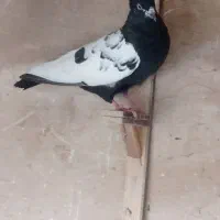 سینه|پرنده|مشهد, بهارستان|دیوار