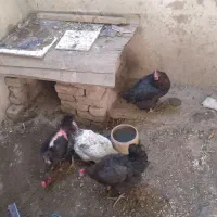 ۴ مرغ تخم گذار|حیوانات مزرعه|خوی, |دیوار
