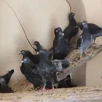 کبوتر پلاکی|پرنده|اصفهان, ارغوانیه|دیوار
