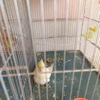 جوجه عروس هلندی. قناری|پرنده|شیراز, سعدیه شمالی|دیوار