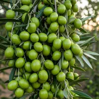 فروش نهال زیتون با تخفیف ویژه پرداخت پس از تحویل|خدمات باغبانی و درختکاری|ساری, |دیوار