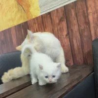 واگذاری گربه بریتیش/پرشین اصیل|گربه|ساری, |دیوار