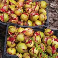 انار ترش
