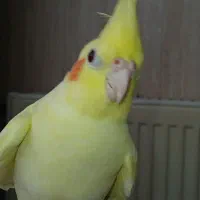 عروس هلندی ماده|پرنده|دیواندره, |دیوار