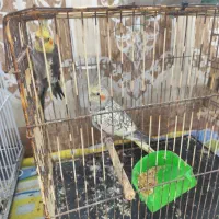 عروس هلندی|پرنده|خرمشهر, |دیوار