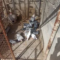 کبوتر|پرنده|اندیمشک, |دیوار