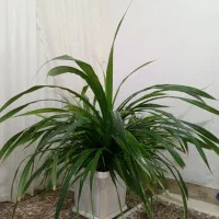 گل پاندانوس