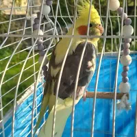 عروس هلندی جفت|پرنده|کوچصفهان, |دیوار