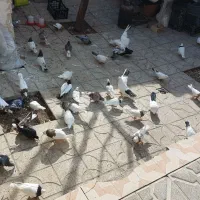 کبوتر|پرنده|میانه, |دیوار