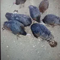 بوقلمون محلی