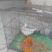 کبوتر دمبی ماده|پرنده|سبزوار, شرق کال شمالی|دیوار