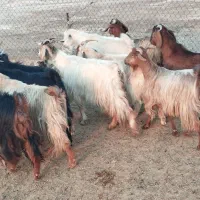 ۵ بزوبی|حیوانات مزرعه|پلدختر, |دیوار