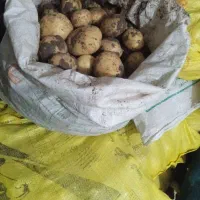 سیب زمینی ارگانیک