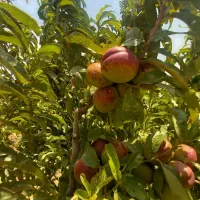 ۲۰۰ تا درخت شلیل و۲۰۰ تاپسته باریشه ۵ ساله