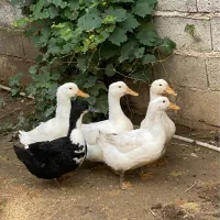 اردک مگ‌ مگی