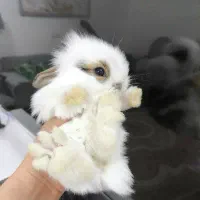 بچه خرگوش مینی لوپ لپ مینیاتوری اموزش دیده