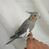 یک جفت عروس هلند سالم نر ماده با همراه قفس