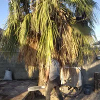 قطع و برش رایگان نخل|خدمات باغبانی و درختکاری|برازجان, |دیوار