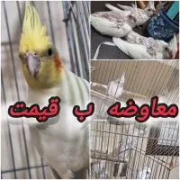 عروس هلندی مولد جوجه فوری به قیمت خوب