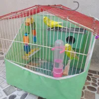 دوعدد مرغ عشق نر وماده