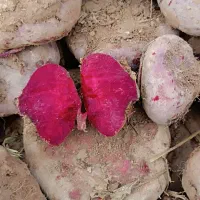 چغندر|خوردنی و آشامیدنی|تهران, میدان میوه و ترهبار مرکزی|دیوار