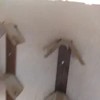 کبوتر|پرنده|شیراز, تندگویان|دیوار