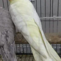 طوطی عروس هلندی مولد همه رنگ|پرنده|تالش, هشتپر|دیوار