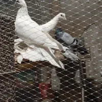 چند عدد کفتر مناسب پرورش در عجب شیر|پرنده|عجب شیر, |دیوار