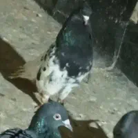 کفتر|پرنده|رضویه, |دیوار