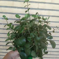 قاشقی گلدون و قلمه(*)