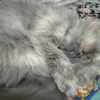 واگذاری گربه پرشین|گربه|گنبد کاووس, |دیوار