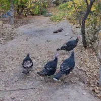 بوقلمون برنز 7ماهه