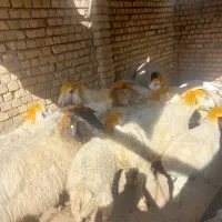 میش بره|حیوانات مزرعه|فیروزآباد (لرستان), |دیوار