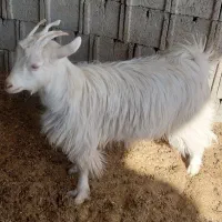 یک عدد بزغاله ماده ترکی روزگاری|حیوانات مزرعه|دهق, |دیوار