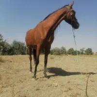 مادیان|اسب و تجهیزات اسبسواری|خمین, |دیوار