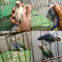 گرینچیک سرلاکی و کوتوله بالغ رنگ خاص|پرنده|بناب, |دیوار