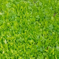 نشا کاهو آق قلا