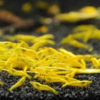 فروش میگو زینتی یلو گلدن