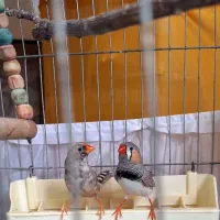 یک جفت فنچ مولد  تضمینی