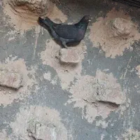 کفتر فروشی|پرنده|بیرجند, |دیوار