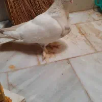 یک جفت کبوتر خوشکل با جوجه