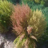 جاروسیخی امسال