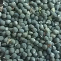 اهواز مسیر تصفیه شکر