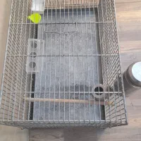 قفس حرفه ای غلامی در حد نو