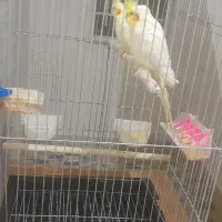 ۲ عدد عروس هلندی رام|پرنده|خزل, |دیوار