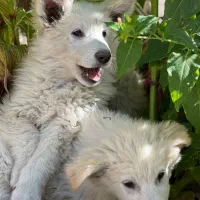 توله دو ماهه ژرمن سوییسی دماوندهر عدد بیست تومن|سگ|دماوند, گیلاوند|دیوار