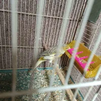 قناری نر اوپال زرد