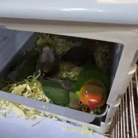 کوتوله برزیلی همراه با دوتا جوجه اضافه مطلقات|پرنده|کرج, کوی کارمندان جنوبی|دیوار